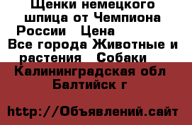 Щенки немецкого шпица от Чемпиона России › Цена ­ 50 000 - Все города Животные и растения » Собаки   . Калининградская обл.,Балтийск г.